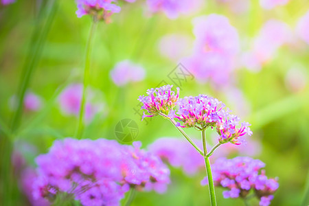 五颜六色的花的背景图片花束宏观花瓣季节紫色植物群生长植物粉色背景图片