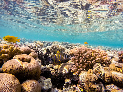 红海帆鳍在红海珊瑚园上钓鱼 埃及图片