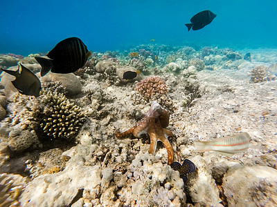礁石章鱼 和珊瑚礁上的鱼蓝色旅游笨蛋热带乌贼头足类鱿鱼浮潜旅行花园图片