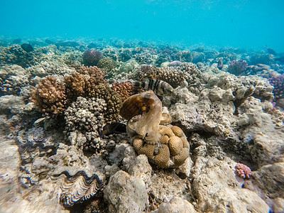 礁石章鱼 和珊瑚礁上的鱼鱿鱼生活热带海洋荒野动物花园蓝色浮潜旅游图片