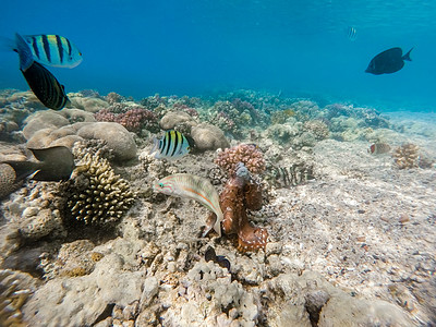 礁石章鱼 和珊瑚礁上的鱼旅游蓝色珊瑚触手生活热带野生动物浮潜海洋动物图片