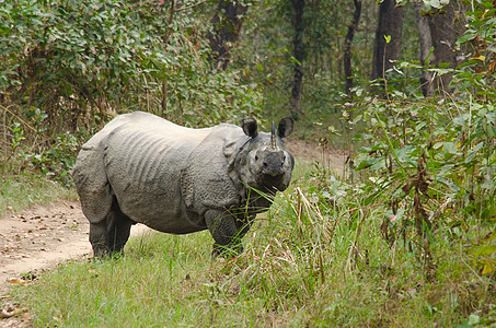 男性犀牛生活在Chitwan国家公园里宝宝濒危环境哺乳动物小牛沙漠公园野生动物婴儿国家图片