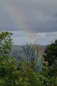 以林为单位的森林面积天堂太阳树干丛林旅游旅行树木生长叶子松树图片