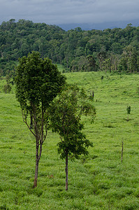 以林为单位的森林面积场景植物旅游树干绿色太阳丛林生长树木天堂图片