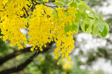 金花花宏观决明子热带植物花瓣植物群黄色公园墙纸图片