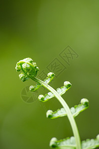 生活在森林中的植物绿色宏观热带花园背景纹理植物学绿叶环境生长图片