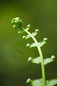 生活在森林中的植物叶子绿叶植物群宏观生长花园热带环境绿色森林图片