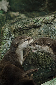 平滑涂层水管眼睛哺乳动物动物荒野游泳者野生动物岩石棕色食肉水獭图片