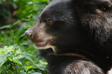 亚非黑熊眼睛耳朵攻击女性森林脊椎动物蕨类公园哺乳动物保护图片