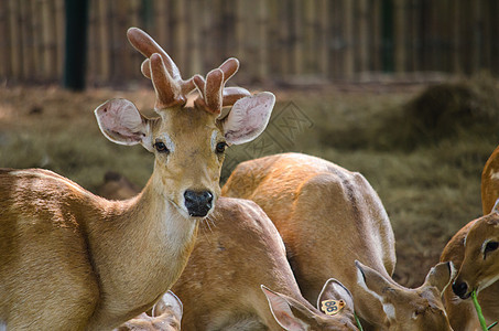 鹿的鹿旅行避难所热带环境旅游异国积分野生动物猎人哺乳动物背景图片