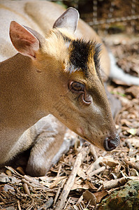 是鹿红色野生动物棕色赤道哺乳动物男性森林国家荒野喇叭图片