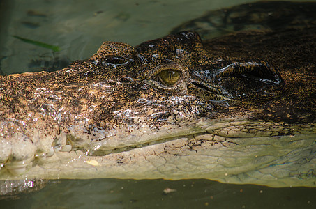 鳄鱼半水性 往往聚集在淡水中h食肉热带爬虫牙齿猎人沼泽丛林动物荒野危险图片
