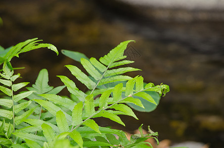 青绿野兽在河边的地上纹理热带木头绿色植物树叶绿叶生长宏观环境图片