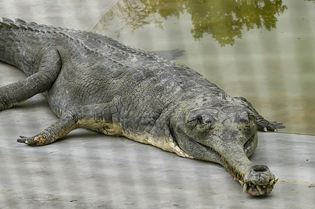 鳄鱼半水性 往往聚集在淡水中h沼泽牙齿力量荒野猎人热带爬虫危险食肉捕食者图片