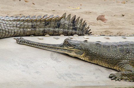 鳄鱼半水性 往往聚集在淡水中h野生动物皮肤动物沼泽丛林危险爬虫猎人食肉捕食者图片