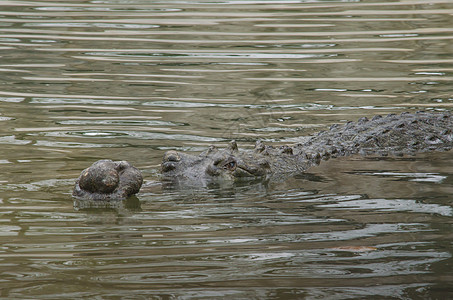 鳄鱼半水性 往往聚集在淡水中h丛林力量牙齿捕食者沼泽猎人爬虫动物食肉热带图片