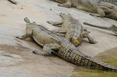 鳄鱼半水性 往往聚集在淡水中h牙齿猎人动物爬虫丛林沼泽野生动物食肉皮肤危险图片