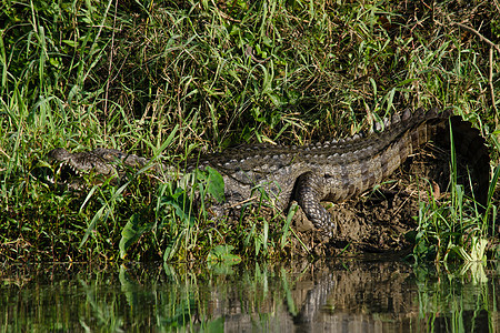 鳄鱼半水性 往往聚集在淡水中h力量捕食者猎人食肉牙齿爬虫沼泽丛林野生动物动物图片