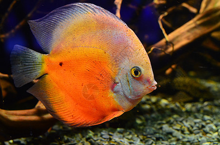 橙鱼Dyskus漂浮在岩石深处热带游泳蓝色异国野生动物水族馆生活荒野潜水浮潜图片