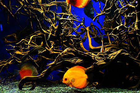 橙色和白磁盘鱼在藻类附近游得很深图片