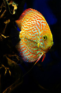 橙色和白磁盘鱼在深处游来游去动物情调浮潜水族馆野生动物潜水海洋珊瑚异国游泳图片