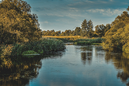 与河水相照 在明清的夏日 风景全景阳光晴天植物溪流森林反射野花芦苇衬套图片
