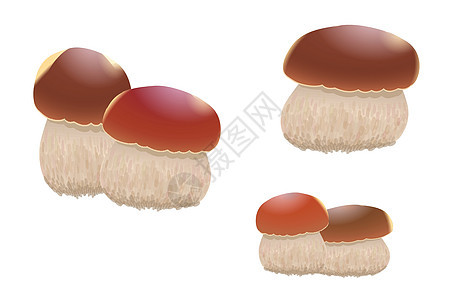 在白色背景隔绝的蘑菇橙色盖帽牛肝菌蕈类 它制作图案矢量图片