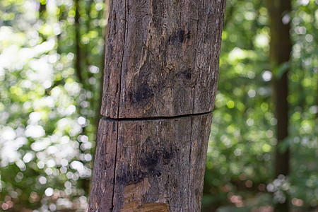 旧树被砍断场景森林害虫动物学斧头损害破坏日志木材筹码图片
