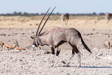 Oryx 也叫Gestresbok 走路图片