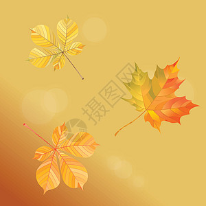 金色背景上秋天落叶的插图 它制作图案矢量金子感恩花园橙子红色黄色植物学横幅板栗标本馆图片