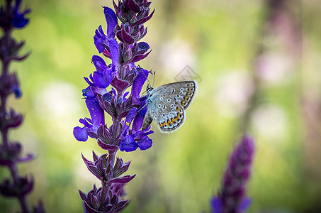 夏天草地花朵上的蝴蝶花瓣翅膀日光宏观动物花园身体动物群阳光植物群图片