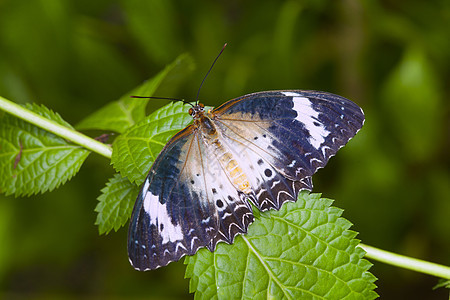 美丽的蝴蝶在自然界黄色翅膀君主花园白色黑色橙子昆虫绿色季节图片