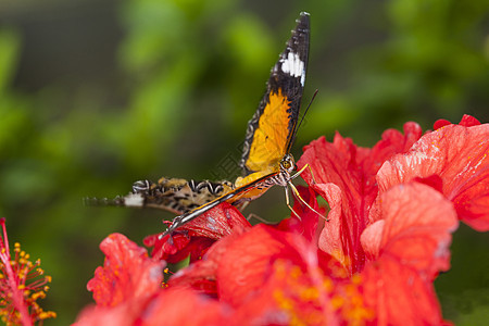 两只蝴蝶在自然的树叶上繁殖黑色翅膀白色季节绿色昆虫君主黄色橙子花园图片
