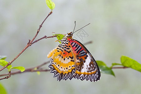美丽的蝴蝶在自然界翅膀君主花园白色绿色黄色橙子黑色昆虫季节图片