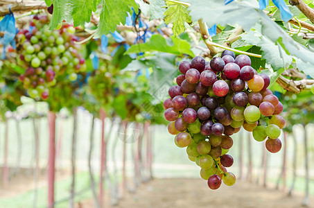 葡萄园葡萄干红色生长水果植物种植园葡萄架采摘食物绿叶图片