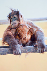 年青猴子野外黑猩猩灵长类婴儿母亲孩子们热带动物乐趣丛林男性动物园图片