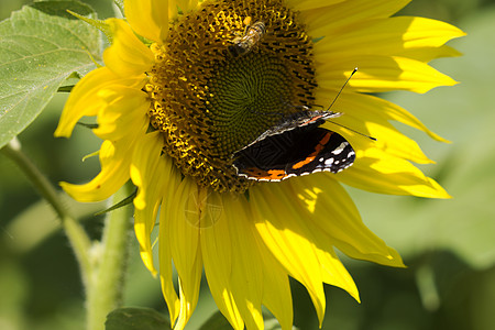 蝴蝶向日葵季节绿色农业阳光太阳场地黄色蜜蜂植物群植物学图片