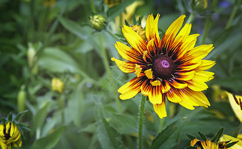 绿叶旁的Rudbeckia花朵公园花坛季节摄影衬套花园生长农村植物叶子图片