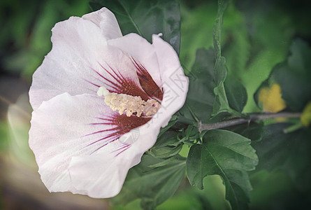 美丽的粉红色白色的花朵季节叶子雄蕊花园绿色植物学木槿乡村生长露天图片