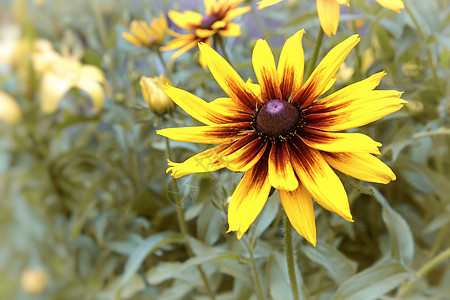 绿叶旁的Rudbeckia花朵花坛农村植物群花瓣季节衬套花园晴天植物叶子图片