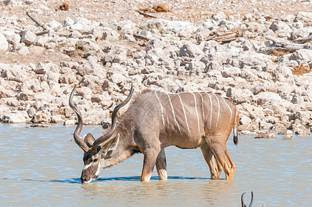 大库杜公牛在水井中的饮用水图片