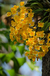 林德利的登度是美丽的花朵 有黄色颜色植物群花瓣热带传单绿叶丛林树叶兰花环境场地图片