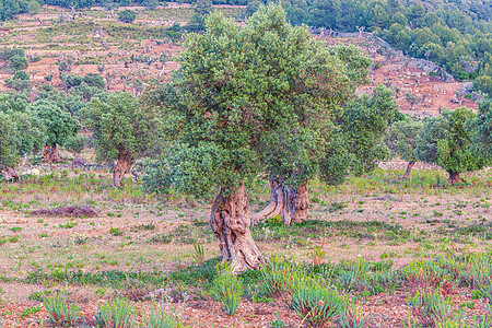 马洛卡的橄榄树种植园树林水果草地食物风光风景牧场田园爬坡历史图片