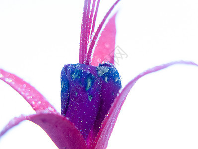 特写紫红色湿水露珠花瓣在 w图片