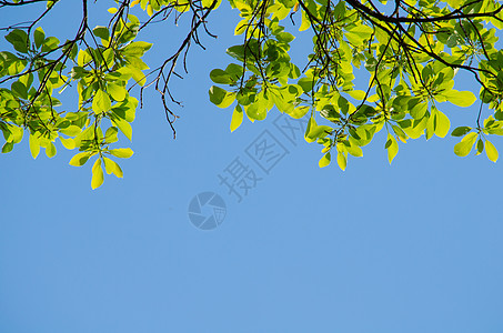 绿色脱离背景和蓝天空热带宏观树叶纹理环境植物群植物框架叶子绿叶图片