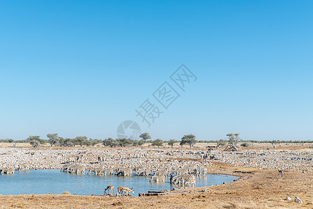 北纳米卜北部一个水井的饮用水风景野生动物晴天水坑斑马旅游旅行袋貂乡村哺乳动物图片