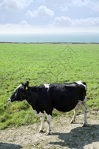 克里海岸的黑白牛和黑白牛图片