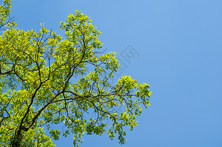 绿色脱离背景和蓝天空叶子植物热带生长木头植物群框架环境绿叶纹理图片
