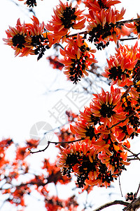 混蛋Teak Flower树叶框架柚木场地环境丛林传单花朵森林花园图片