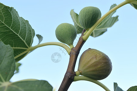 树上的长青快熟了 还挂在树上异国蓝色农业甜点花园生长食物热带营养果汁图片